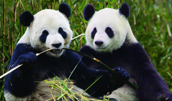 Grâce à l’arrivée des deux pandas géants, Pairi Daiza bénéficie d’une notoriété internationale.