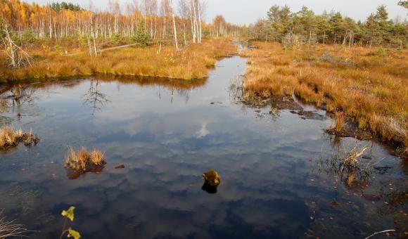 Les Fagnes de Malchamps